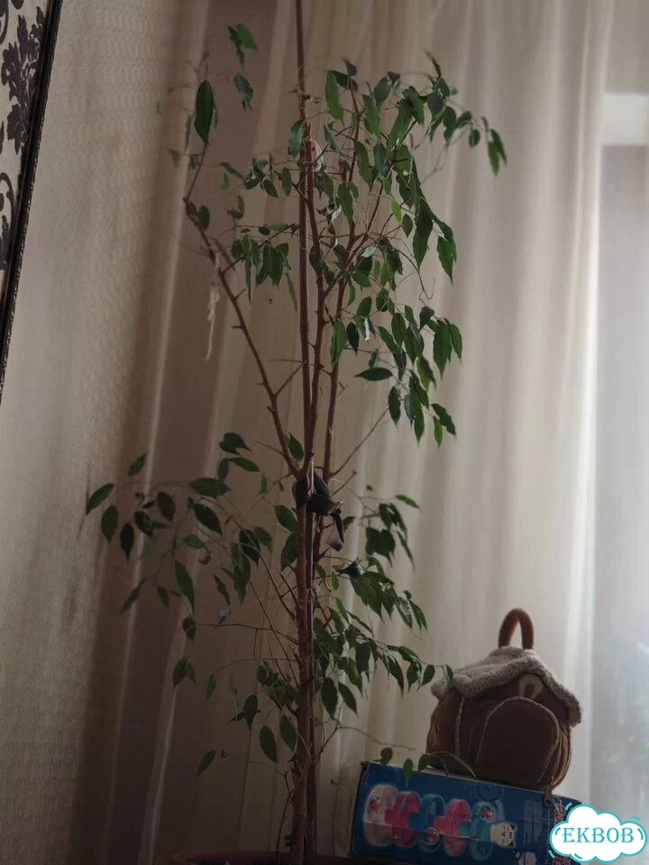 Фикус бенджамина фото 1