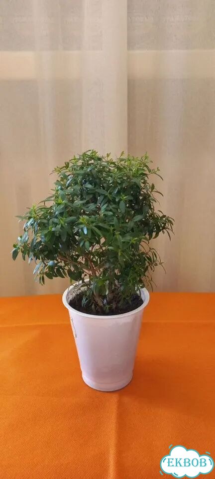 Комнатные растения фото 2