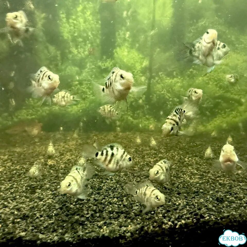 Рыбка сапфировый попугай фото 1