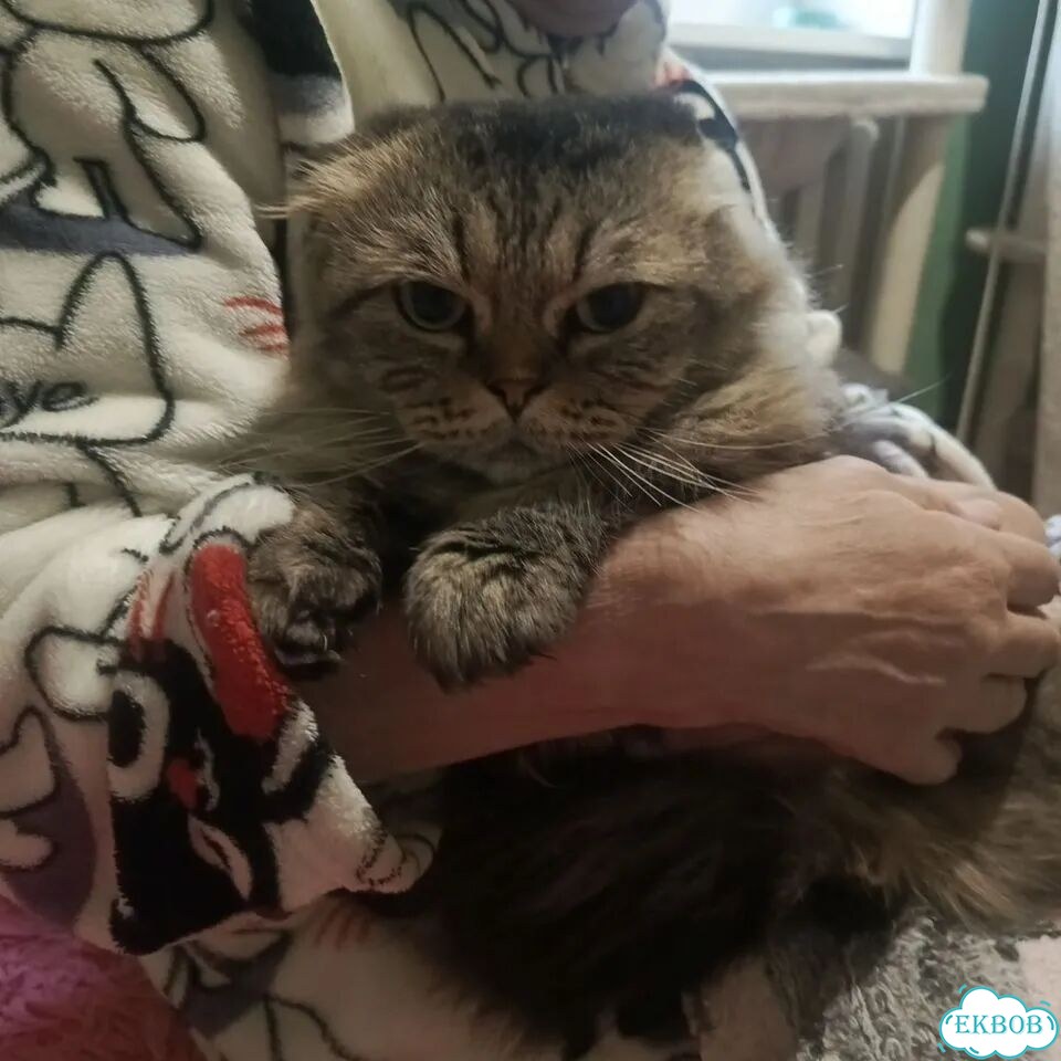 Шотландская вислоухая длинношёрстная, взрослая кошка фото 1