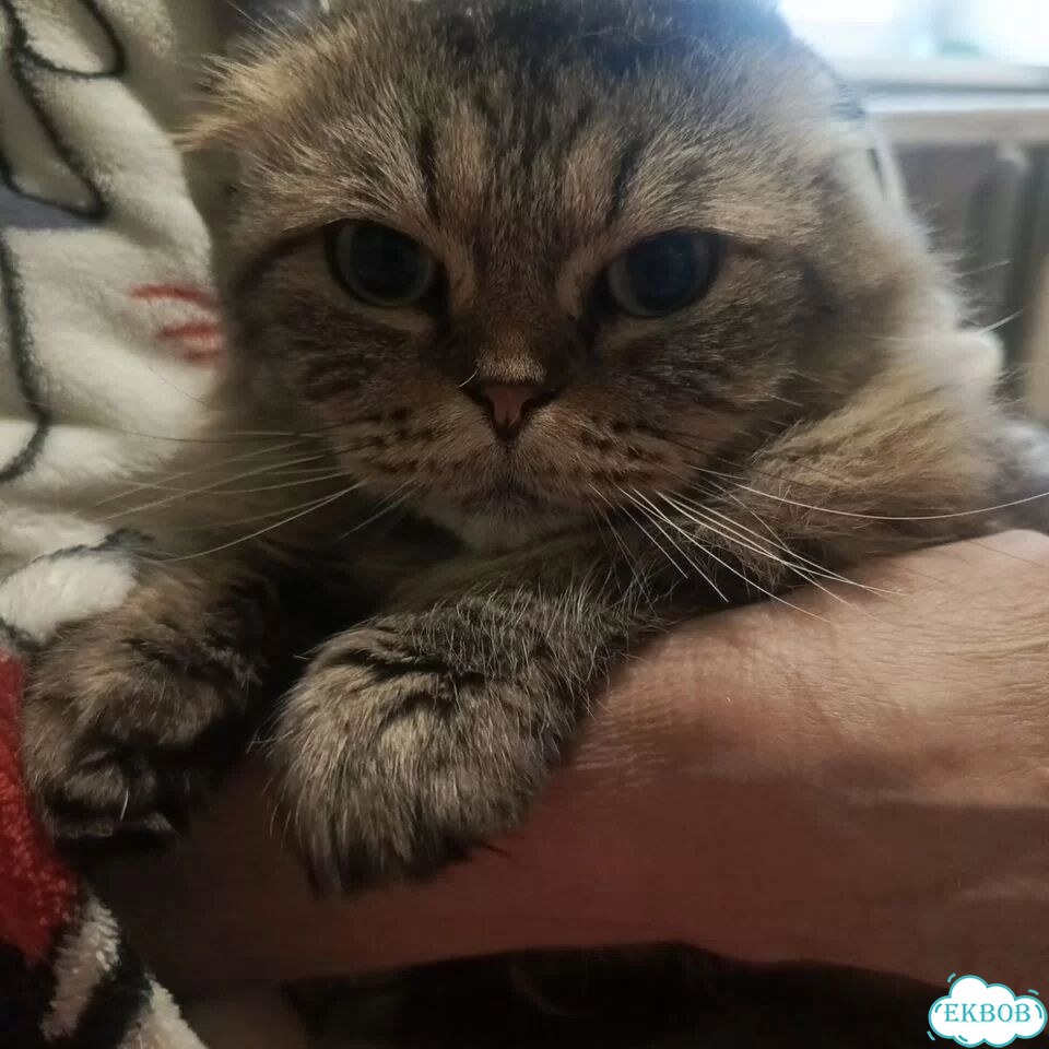 Шотландская вислоухая длинношёрстная, взрослая кошка фото 2