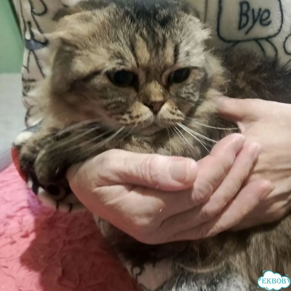 Шотландская вислоухая длинношёрстная, взрослая кошка фото 4