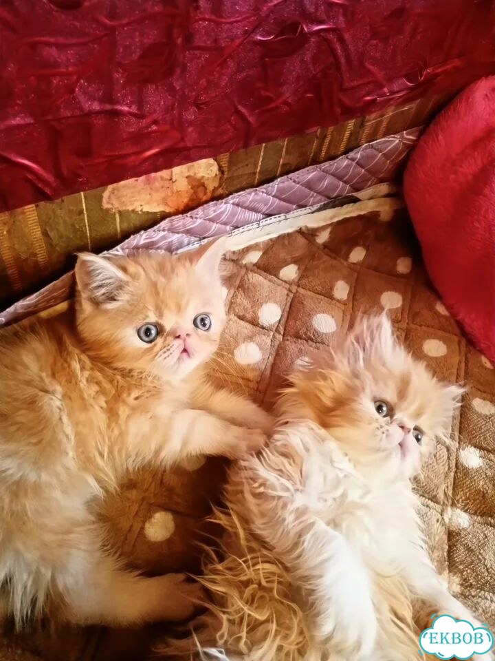 Персидский котёнок фото 1