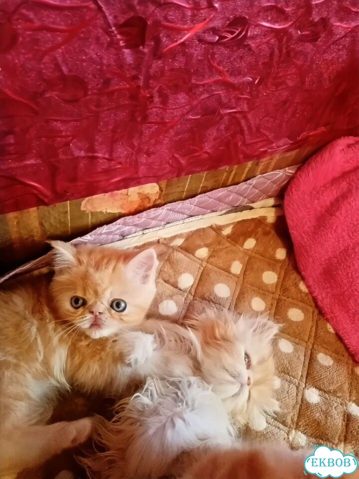 Персидский котёнок фото 2