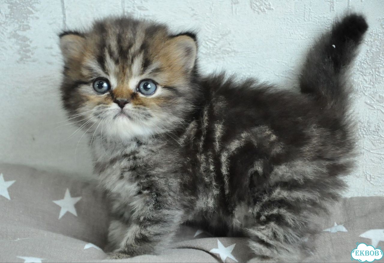 Шотландский прямоухий длинношёрстный котёнок фото 1