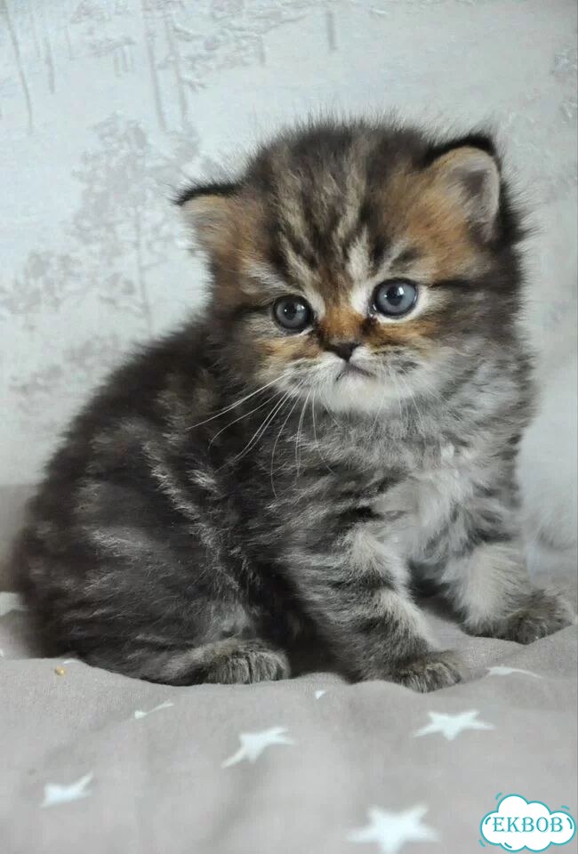 Шотландский прямоухий длинношёрстный котёнок фото 2