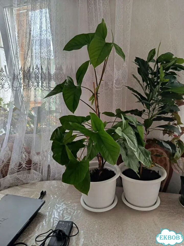 Комнатные цветы фото 1