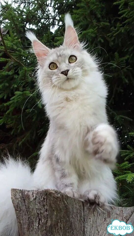 Мейн-кун котёнок фото 1