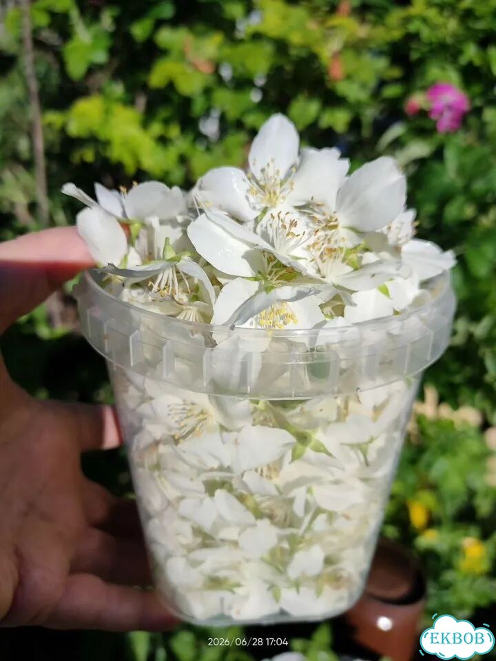 Сушеные цветы жасмина фото 3