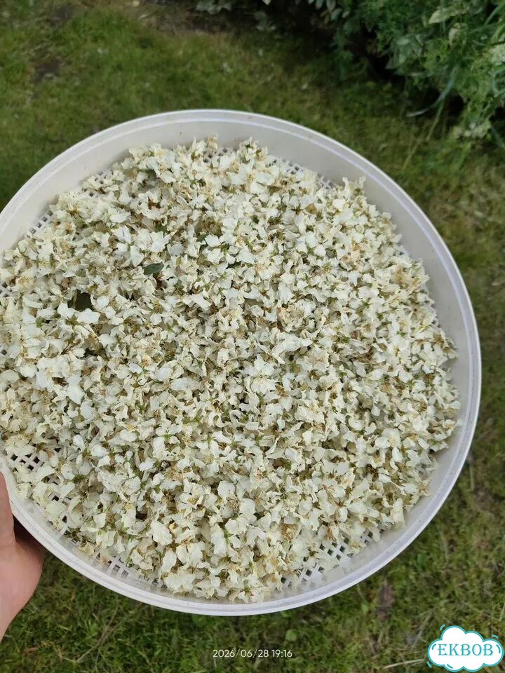 Сушеные цветы жасмина фото 4