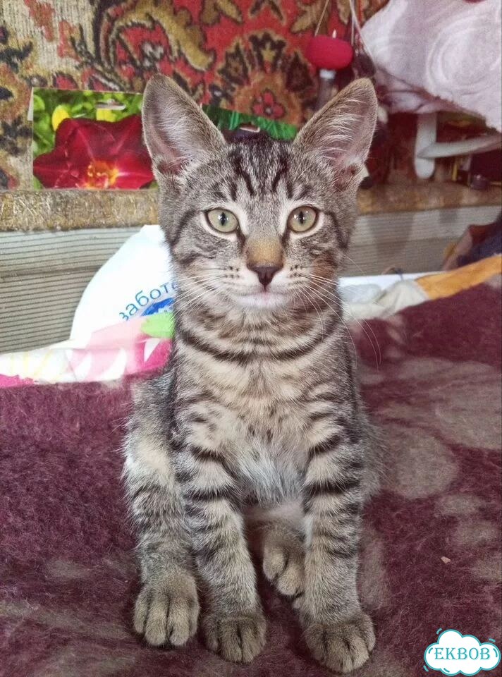 Котёнок в добрые руки фото 1