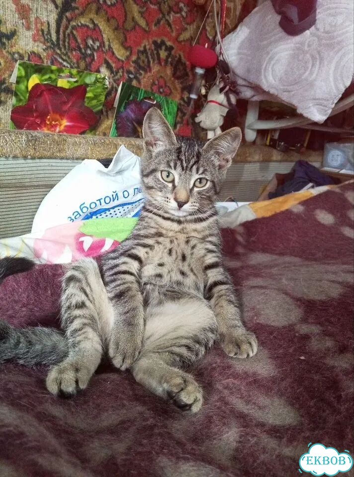 Котёнок в добрые руки фото 2