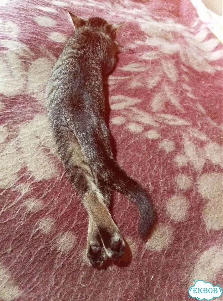 Котёнок в добрые руки фото 3