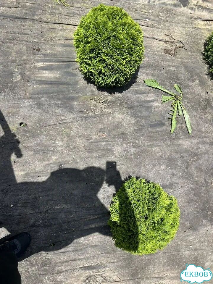 Туя даника фото 2