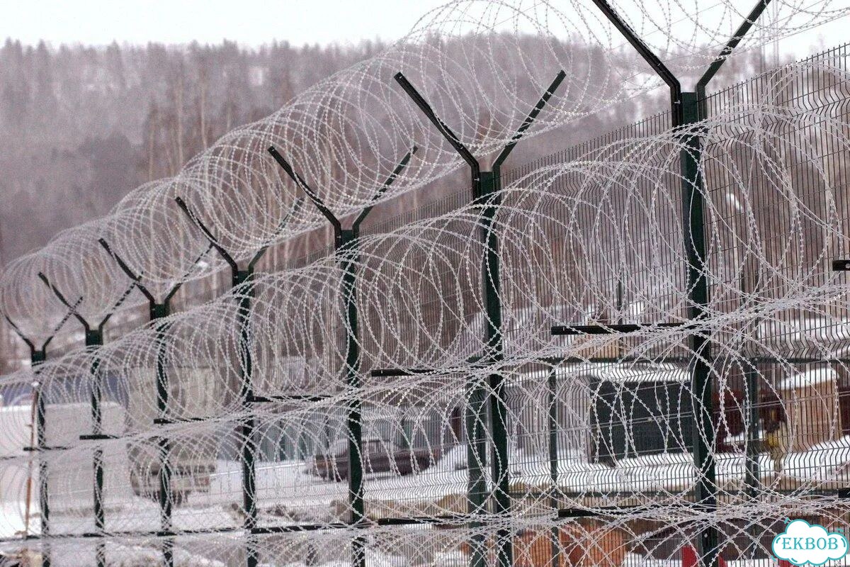 Егоза / акл / сбб фото 8