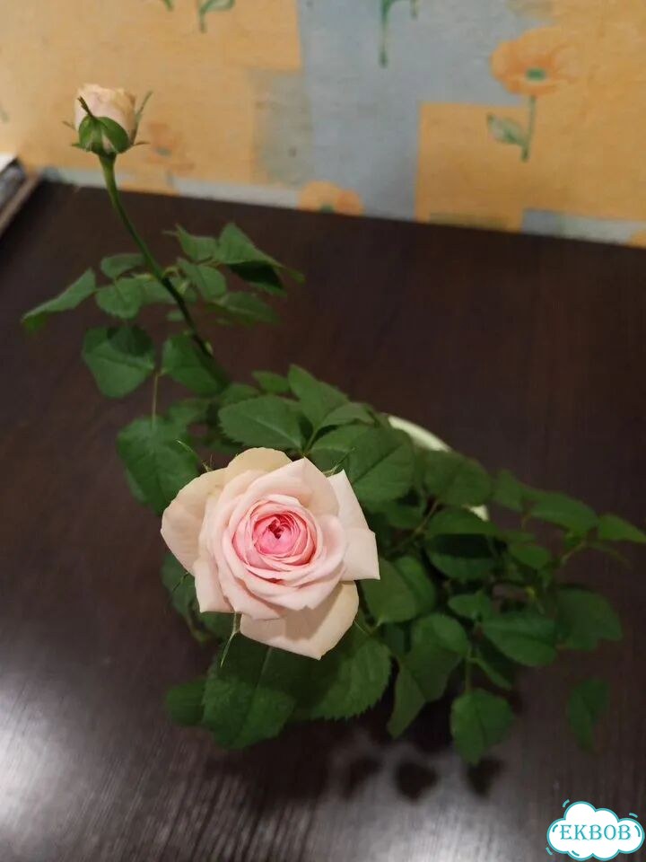 Комнатная роза фото 1