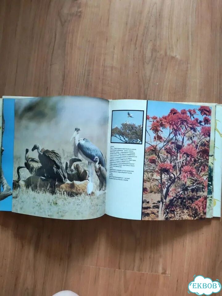 Книга царь зверей не лев фото 3