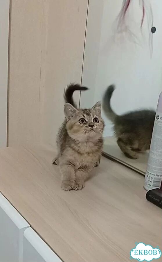 Шотландский прямоухий короткошёрстный котёнок фото 1