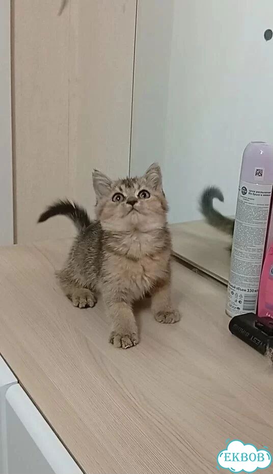 Шотландский прямоухий короткошёрстный котёнок фото 2