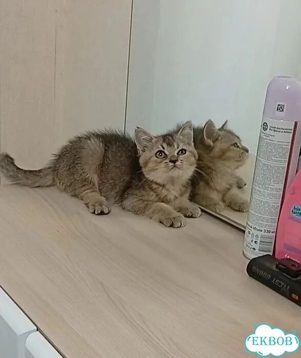Шотландский прямоухий короткошёрстный котёнок фото 3