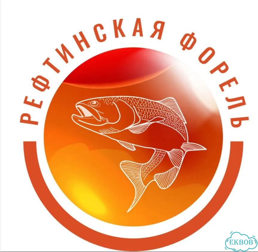 Живая рыба – сом клариевый (опт) фото 6