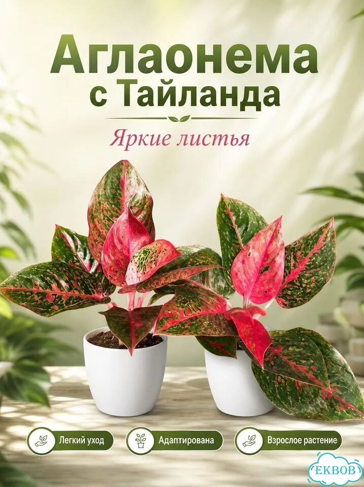 Яркий взрыв в горшке фото 1