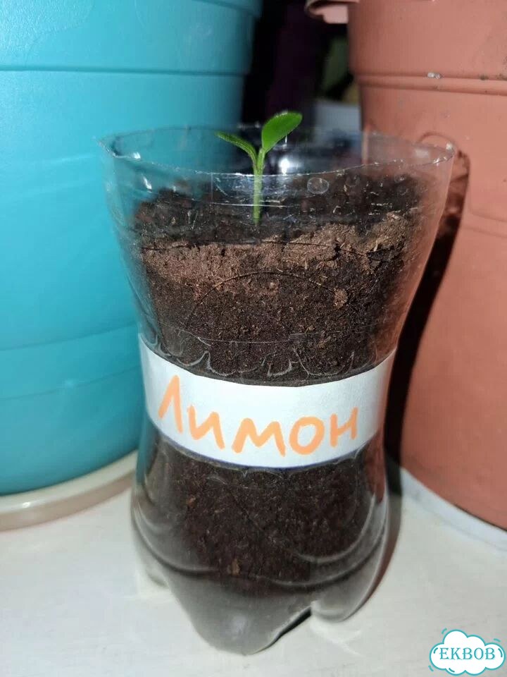 Саженец лимона фото 1