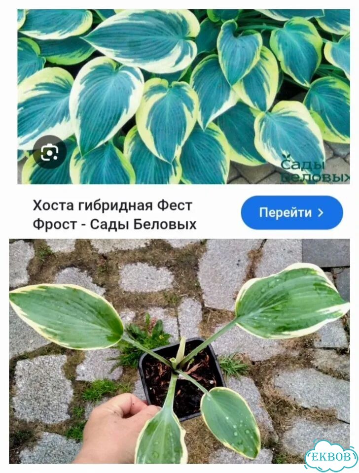Хоста и другие садовые растения фото 3