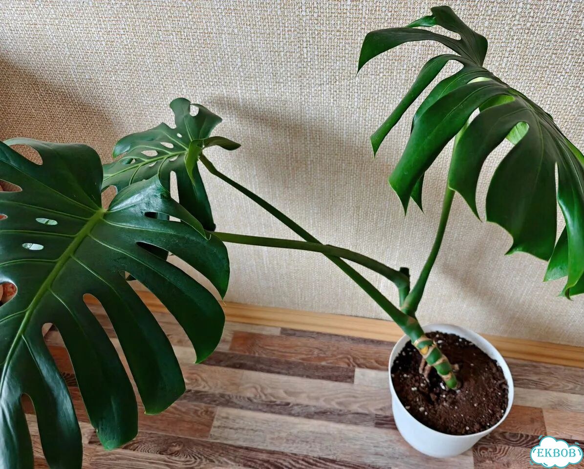 Монстера фото 8