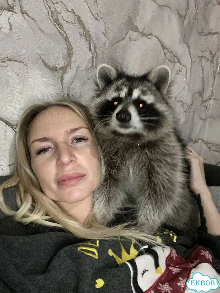 Енотик приедет в гости фото 4