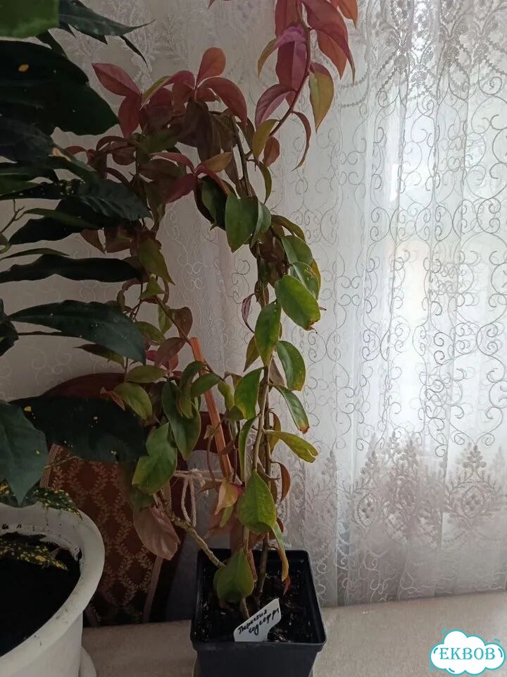 Комнатные цветы фото 1