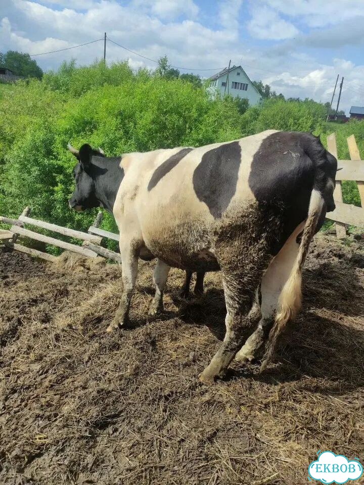 Продажа крс фото 1