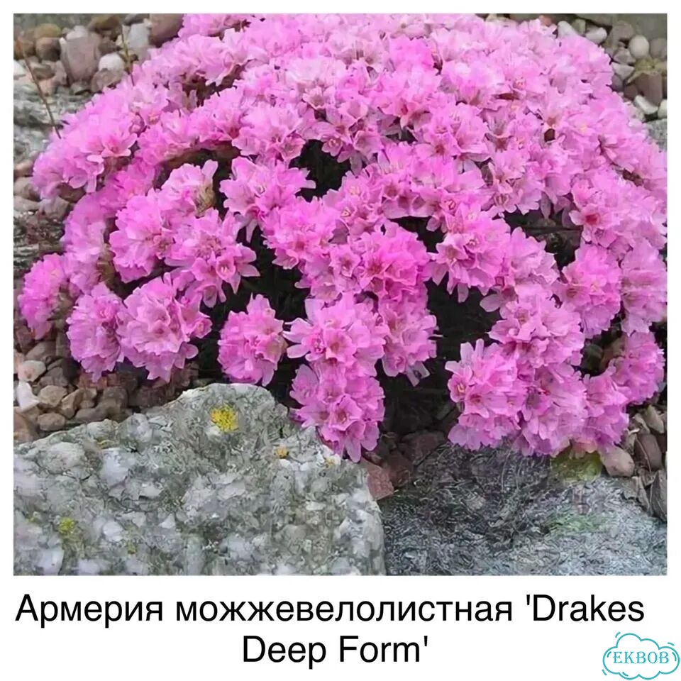 Почвопокровные, низкорослые растения цветы фото 1