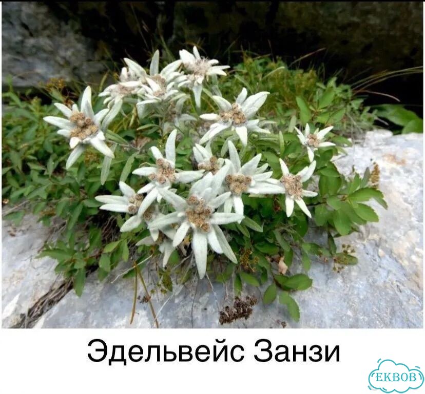 Почвопокровные, низкорослые растения цветы фото 10