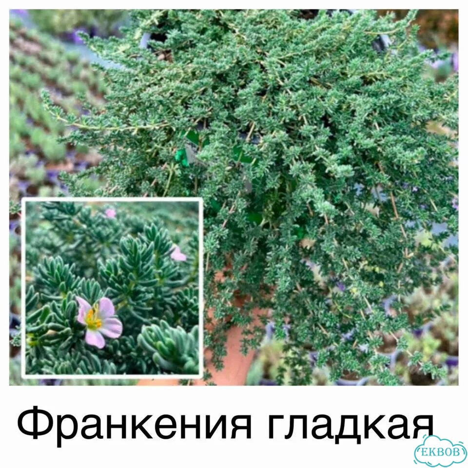 Почвопокровные, низкорослые растения цветы фото 5