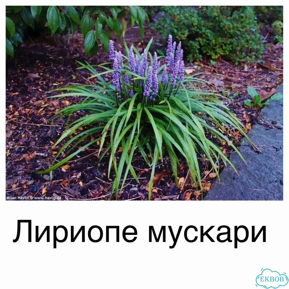 Почвопокровные, низкорослые растения цветы фото 6