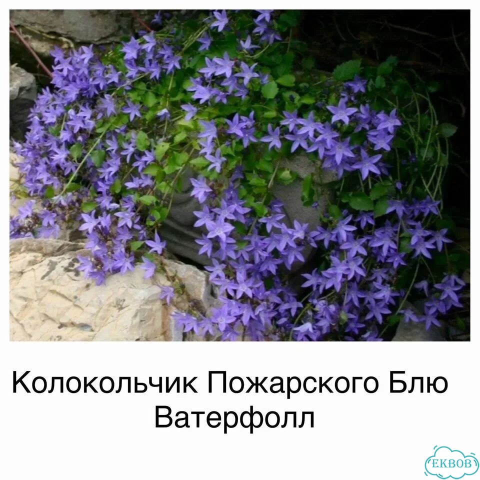 Почвопокровные, низкорослые растения цветы фото 7