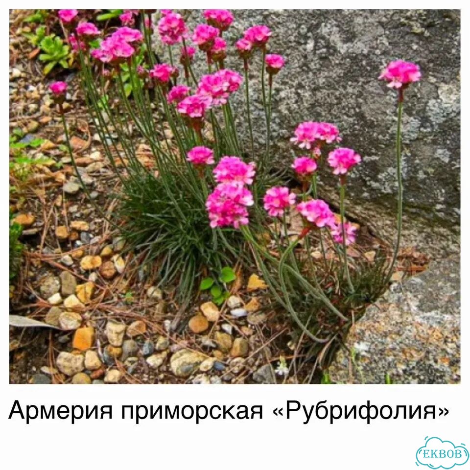 Почвопокровные, низкорослые растения цветы фото 8
