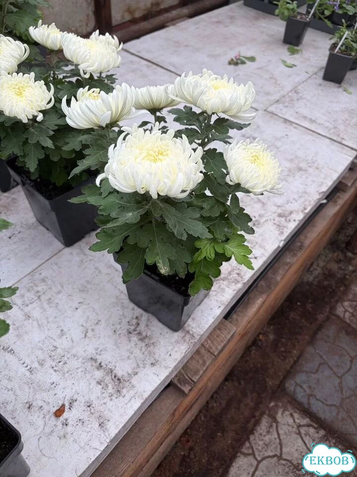Хризантема крупноцветковая фото 3