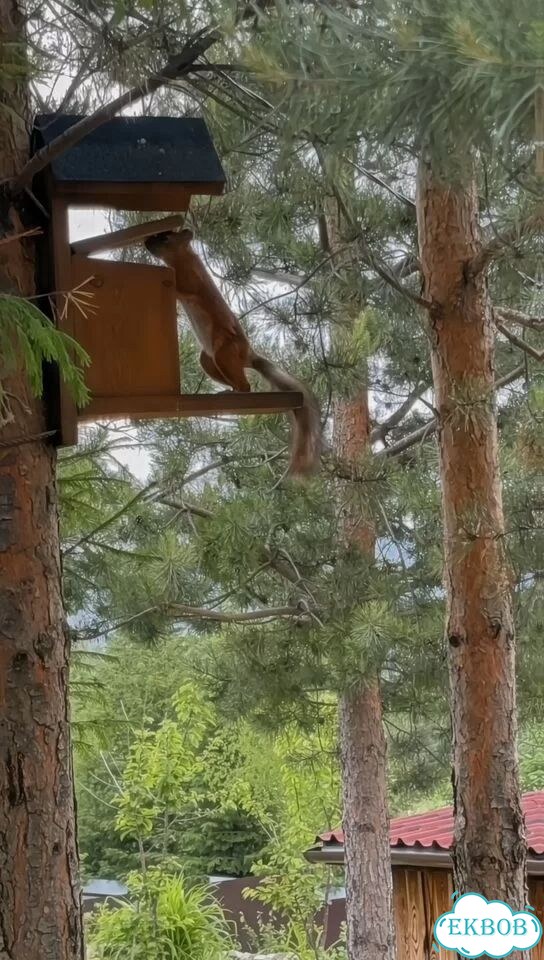 Кормушка для белочек дерево фото 3