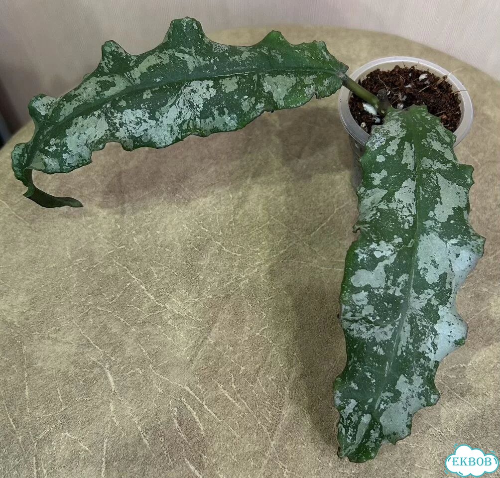 Хойя Undulata Army Silver фото 1