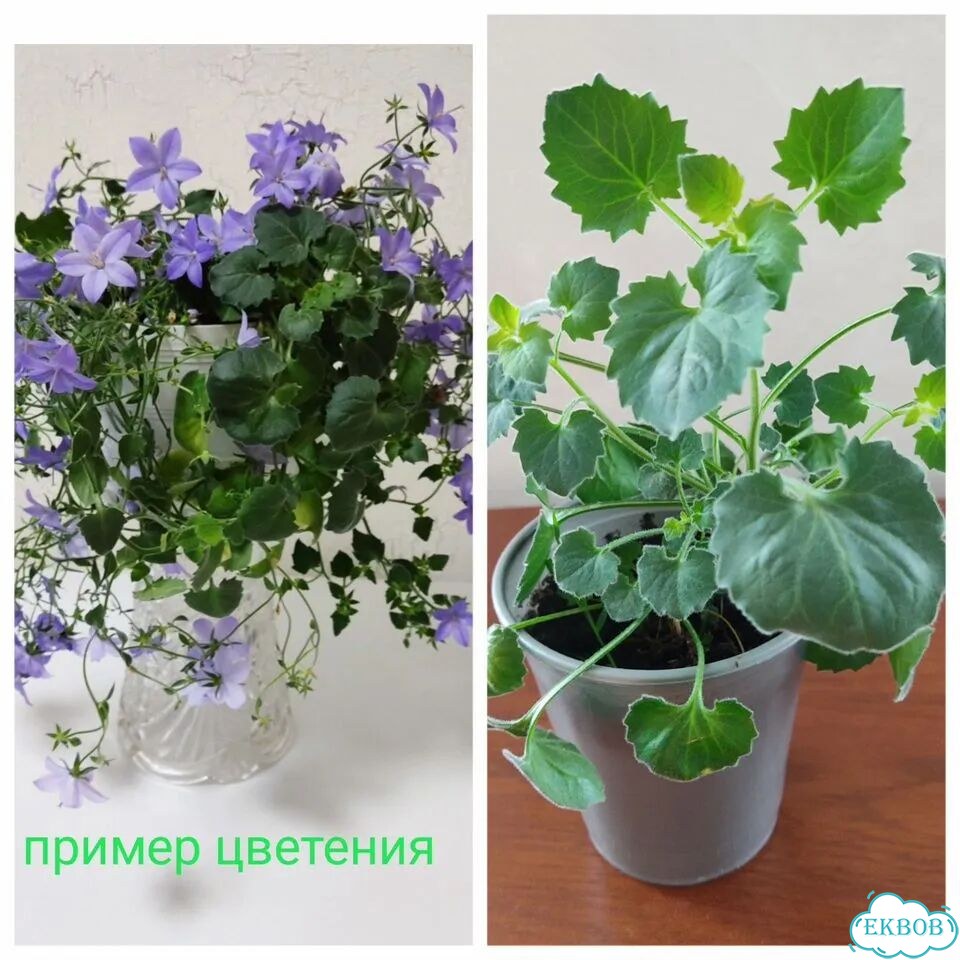Кампанула жених фото 1