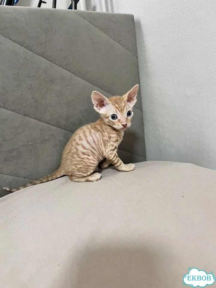 Донской сфинкс котёнок фото 1