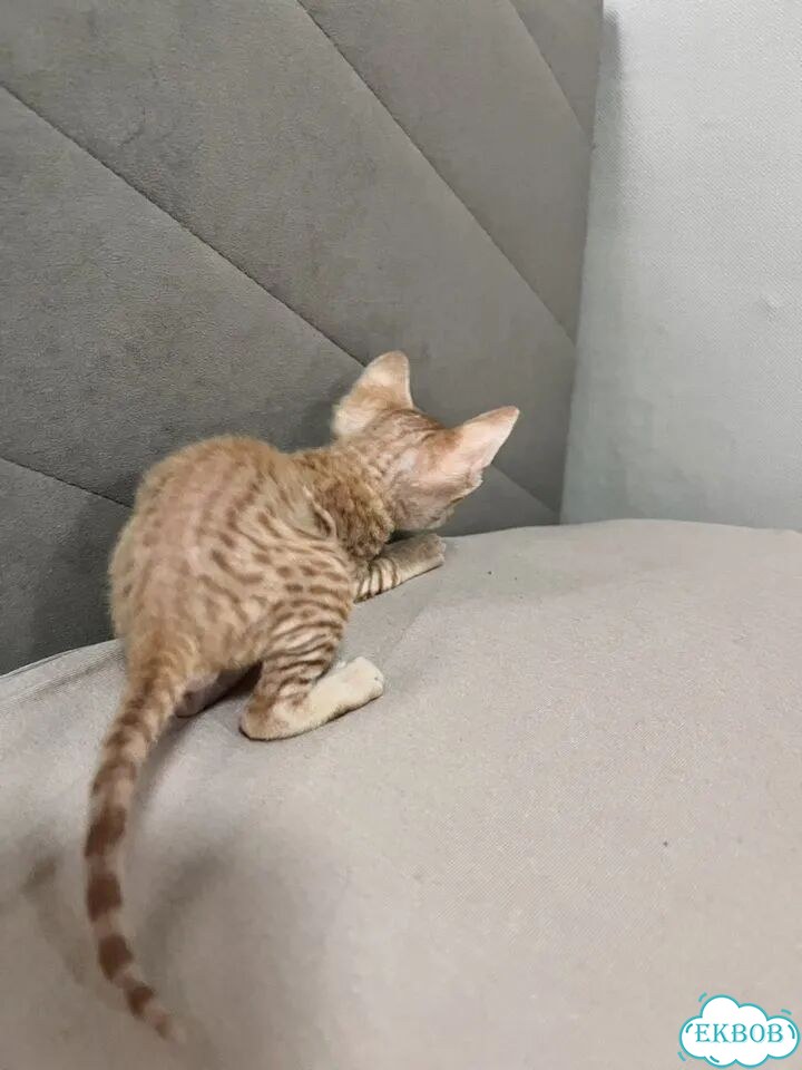 Донской сфинкс котёнок фото 2