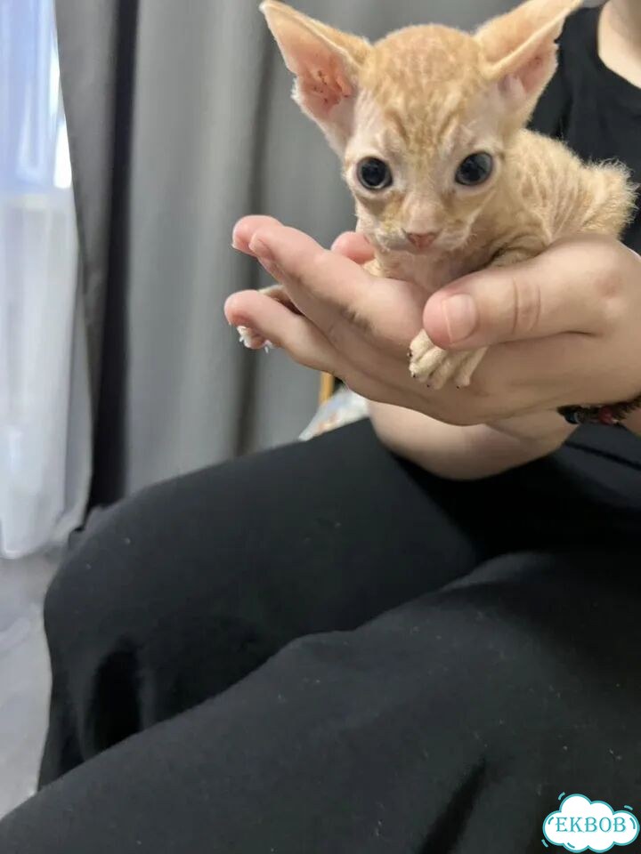 Донской сфинкс котёнок фото 3