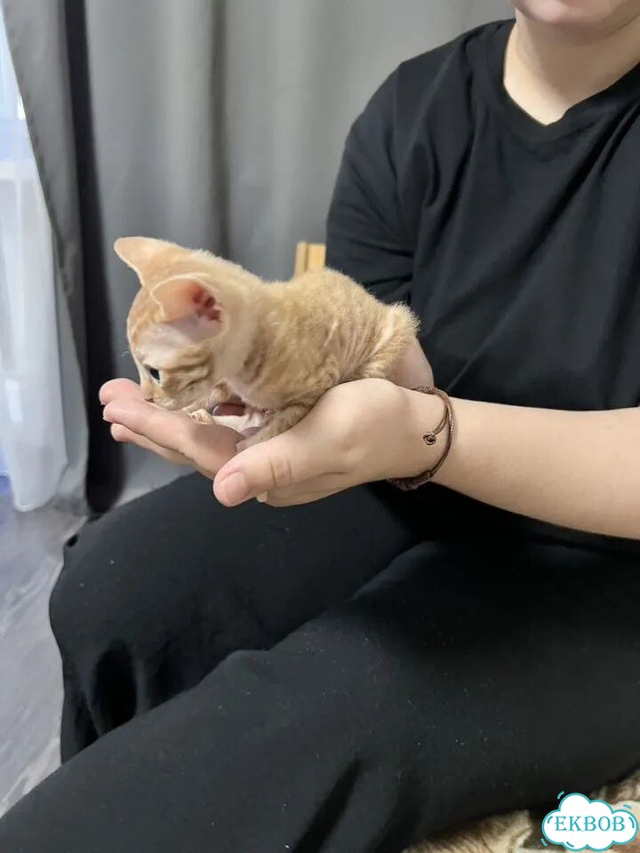 Донской сфинкс котёнок фото 4