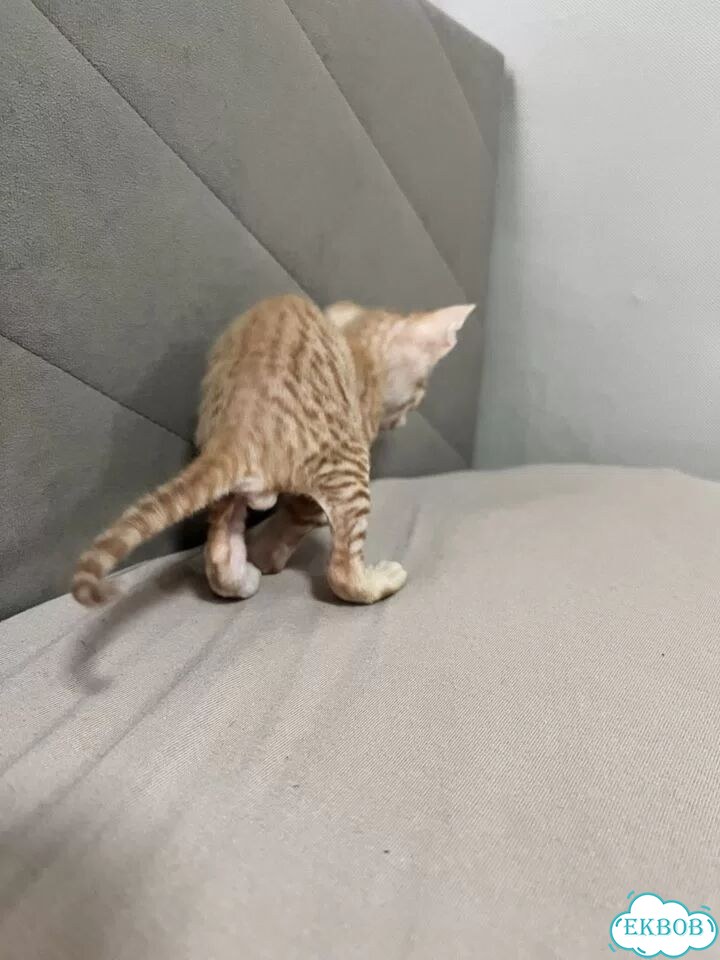 Донской сфинкс котёнок фото 5