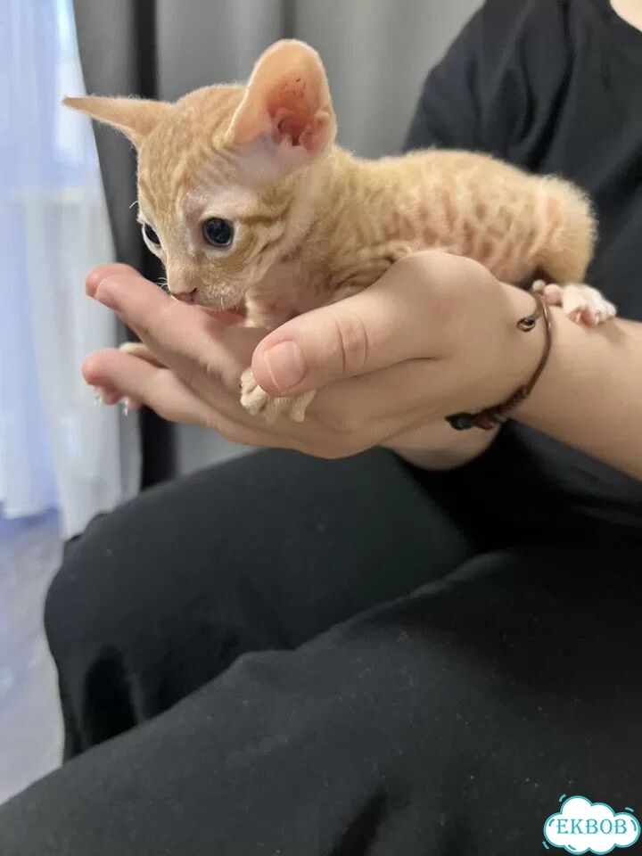 Донской сфинкс котёнок фото 6