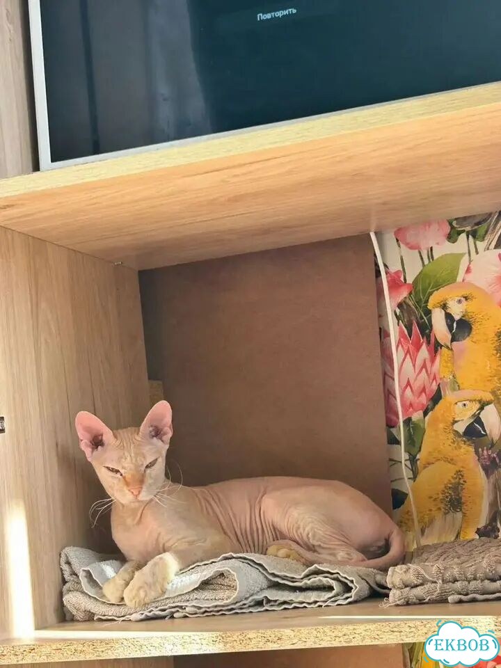 Донской сфинкс котёнок фото 7