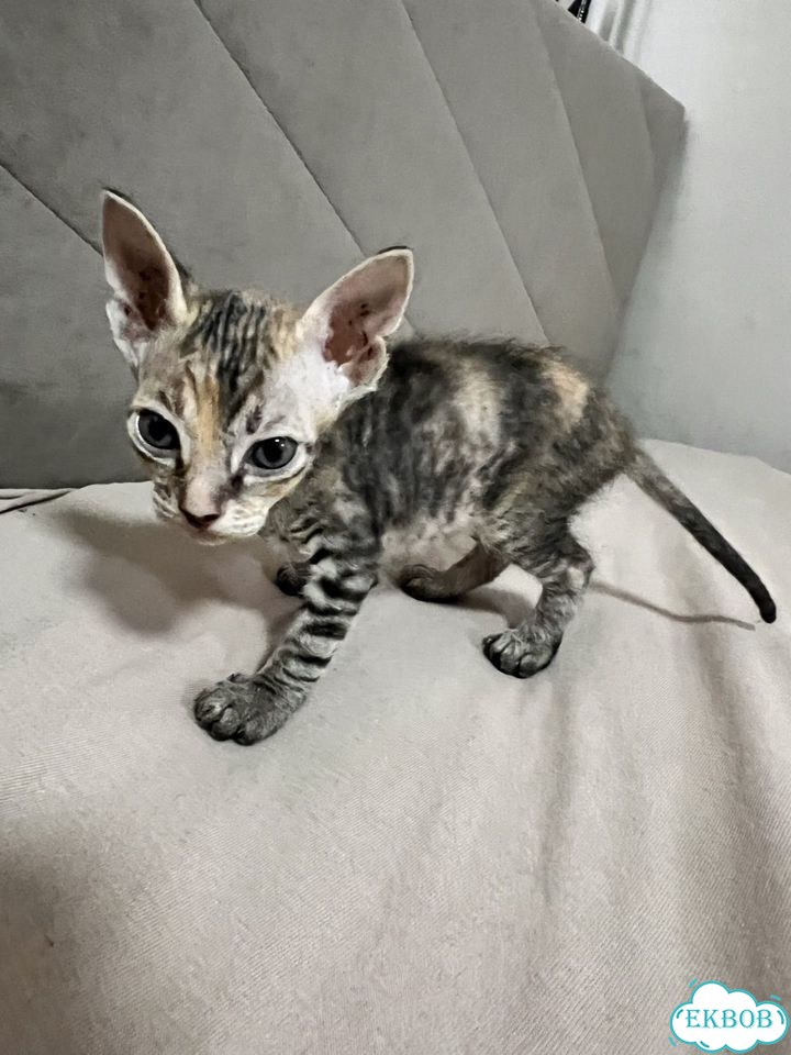 Донской сфинкс котёнок фото 1